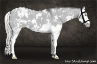 Horse Color:White Spotted Smoky Grullo Chinchilla Splash Appaloosa 
