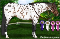 Horse Color:Brown Mushroom Appaloosa