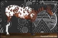 Horse Color:Brown Appaloosa 