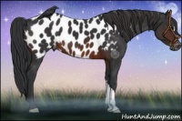 Horse Color:Brown Appaloosa 
