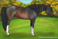 Horse Color:Brown 