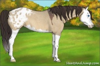 Horse Color:Bay Roan Dun Splash Appaloosa