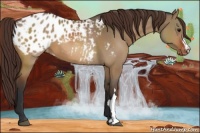 Horse Color:Bay Dun Appaloosa 