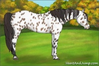 Horse Color:Brown Dun Appaloosa 