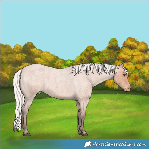 Horse Color:Silver Bay Roan Appaloosa