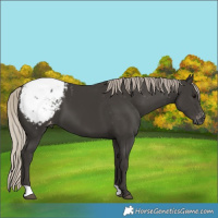 Horse Color:Gray Silver Black Appaloosa 