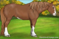 Horse Color:Chestnut Sabino