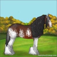 Horse Color:White Spotted Bay 