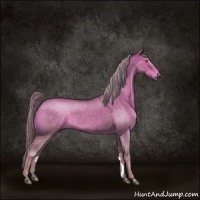 Horse Color:Chocolate Palomino Roan Dun 