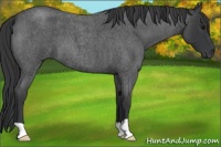 Horse Color:Blue Roan 