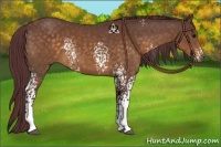 Horse Color:White Spotted Chocolate Buckskin Sabino 