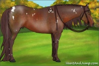 Horse Color:White Spotted Chocolate Brown Rabicano 