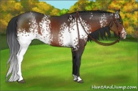 Horse Color:White Spotted Chocolate Brown Rabicano 