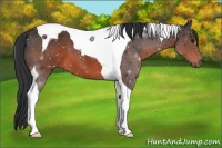 Horse Color:Brown Tobiano