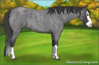 Horse Color:Smoky Blue Roan Splash