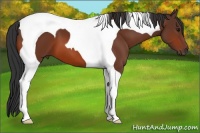 Horse Color:Bay Tobiano 