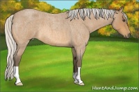 Horse Color:Silver Buckskin Roan 
