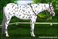 Horse Color:Blue Roan Mushroom Leopard 