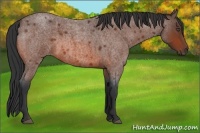 Horse Color:Bay Roan 