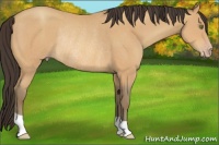 Horse Color:Amber Champagne Rabicano 
