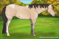 Horse Color:Amber Champagne Ice 