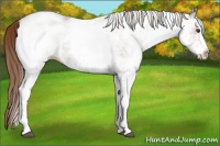 Horse Color:White Spotted Chestnut Ice 