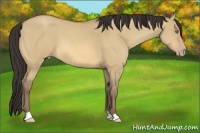 Horse Color:Amber Champagne Dun 