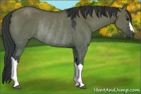 Horse Color:Grullo Rabicano 