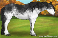 Horse Color:Gray White Spotted Black