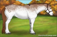 Horse Color:White Spotted Chestnut