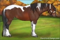 Horse Color:Brown Tobiano Appaloosa 