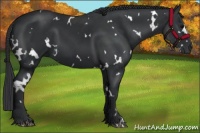 Horse Color:White Spotted Black