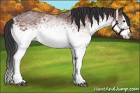 Horse Color:White Spotted Bay Splash 