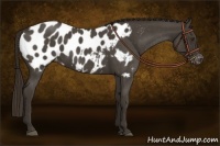 Horse Color:Liver Red Roan Appaloosa 