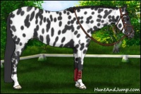 Horse Color:Black Near Leopard 