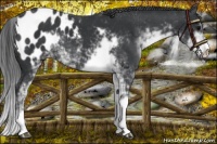 Horse Color:Black Sabino Appaloosa