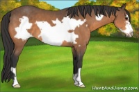 Horse Color:Buckskin Frame