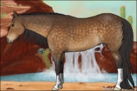 Horse Color:Buckskin 