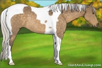 Horse Color:Silver Buckskin Tobiano Rabicano