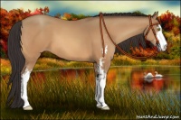 Horse Color:Amber Champagne Sabino 