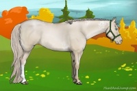 Horse Color:White Spotted Chocolate Palomino Pearl Dun