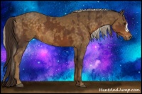 Horse Color:Liver Chestnut  and Chocolate Palomino 