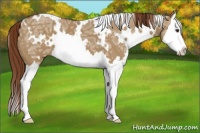 Horse Color:White Spotted Red Dun Ice Sabino Splash 