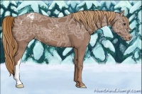 Horse Color:Chestnut Ice Appaloosa 