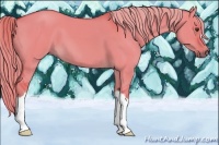 Horse Color:Watercolor Red Dun 