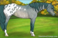 Horse Color:Watercolor Bay Roan Appaloosa 