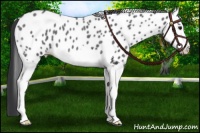 Horse Color:Blue Roan Splash Leopard 