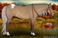 Horse Color:Silver Brown Roan Dun Appaloosa 