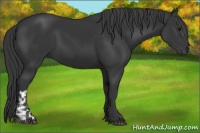 Horse Color:Black and Black