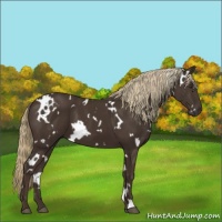Horse Color:White Spotted Liver Chestnut 